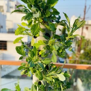 Aeroponic Tower