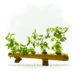 Hydroponic