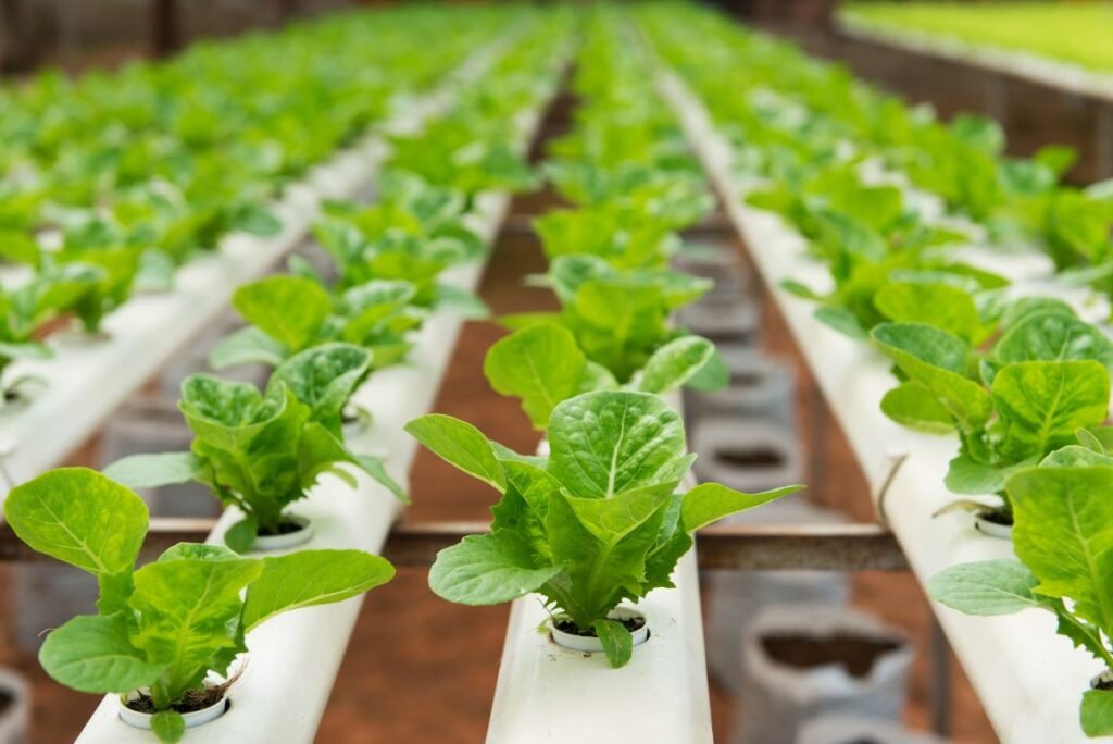 Sustainable Farming