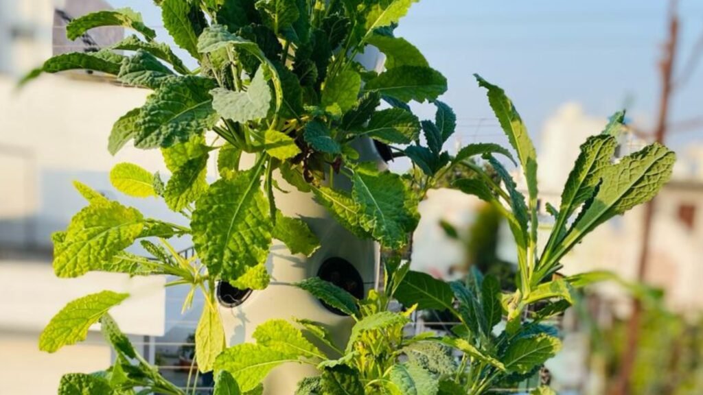 How to Grow Vegetables at Home Without Soil in India